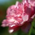 Top 50 flower names for girls