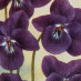 Classic baby names: Violet